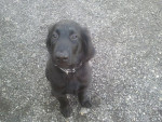 Joey